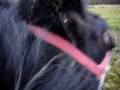 videos de P1070742