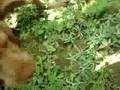 videos de Zoldmali Szimat at 3 months with partridge
