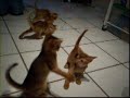 Abyssinian kittens chasing dragonfly