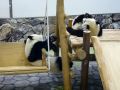 双子のパンダ（白浜・アドベンチャーワールド）３　P1040240