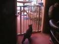 Failed Cat Jump