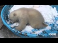 Toronto Zoo polar bear cub 3 months
