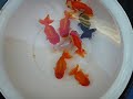 ranchu for sale ranchu for sale