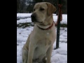 labrador sunny the pooh