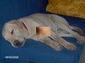 labrador sunny the pooh