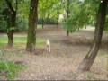 labrador sunny the pooh