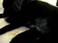 labrador nero ................sarà l'erede di golia???