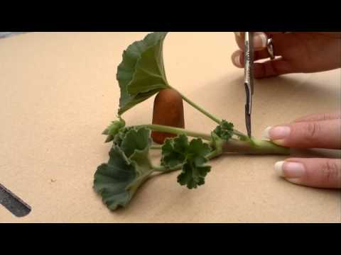 how to transplant geranium cuttings