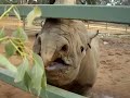 Black Rhino Feed