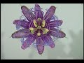 PassionFast Passion Flower