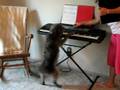 videos de piano pooch 2