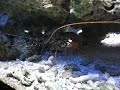 Spiny Lobster at John Pennekamp State Park Spiny Lobster at John Pennekamp State Park