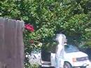 Bees in a Swarm & the Bee Whisperer, Part 2 Bees in a Swarm & the Bee Whisperer, Part 2