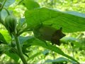 Atropa Belladonna und Saturn Atropa Belladonna und Saturn