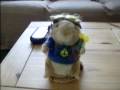 videos de Dancing Hamster - Harry - San Francisco