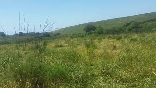 مناظر خلابه من اراضي دالية الروحه(2)