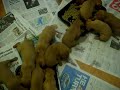 Pharaoh Hound puppies learn about eating solid food