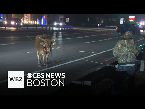 Last of eight escaped bulls captured in Massachusetts | The MarkoZen Blog
