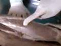 videos de wendy dando clases de anato