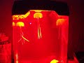 Видео Устаревший товар Электронные медузы в аквариуме