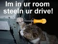 Sweet &amp; Funny Cats Compilation - New One (With Music) - Thumb #2