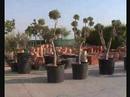 Magistrato Gardens