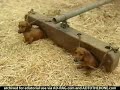 dachshunds dachshunds