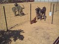 Deerhounds and Rabbit Teckel. Miliy Zver Kennel. Moscow, Russia
