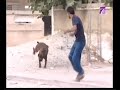 marokkanen bang voor honden?