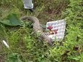 Liberen a Juana la iguana