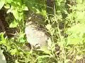 Liberen a Juana la iguana