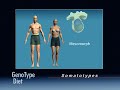 The GenoType Diet: Determining Body Shape The GenoType Diet: Determining Body Shape