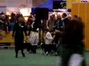Grupy hodowlane