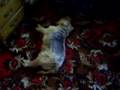 Brock - the musical dog