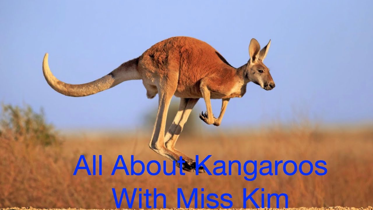 All About Kangaroos