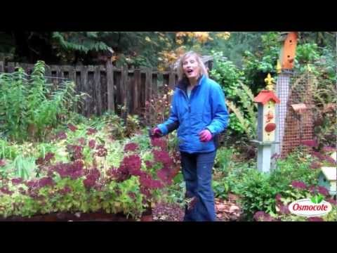 how to transplant sedum autumn joy