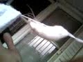 souris alpiniste Alg�ri�nne