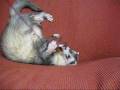 videos de Ferret playing -　イタチ釣り