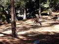Mule Deer in Yosemite National Park Mule Deer in Yosemite National Park