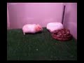 red tail boa constrictor & mause