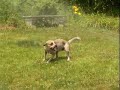 Australian Cattle Dog Enzo & the Sprinkler ( Red Heeler )