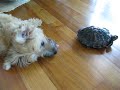 the tortoise and the dog