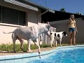Dog Dives 10 Feet Down