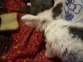 Kleine Kaninchenbabys (14. Lebenstag)
