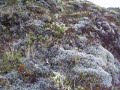 Bouncy, cushy lava moss near Dimmuborgir