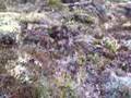 Bouncy, cushy lava moss near Dimmuborgir