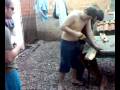 videos de Panda brigando com o serrote
