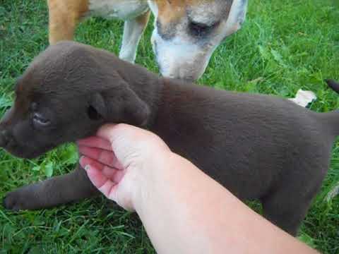 Jellybean at 6 weeks of age