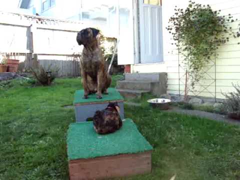 bullmastiff