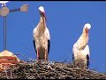 Cig�e�a blanca ( Ciconia ciconia )